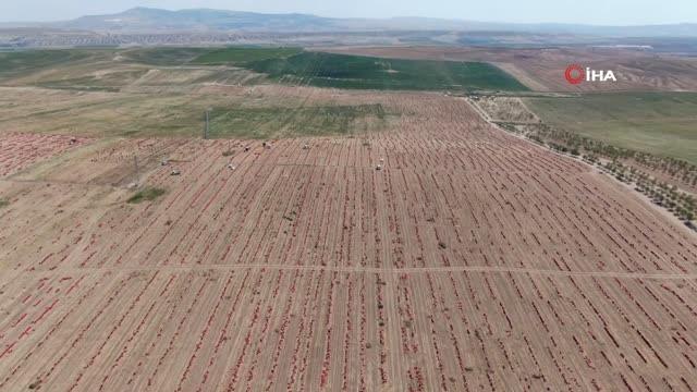Binlerce çuval soğan havadan görüntülendi... Başkent'te soğan hasadı başladı, tarlalar kırmızıya büründü