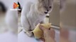 Best Of The 2021 Funny Animal Videos।THE BEST CAT VIDEOS TO START YOUR DECEMBER  2020 - CUTEST CATS |