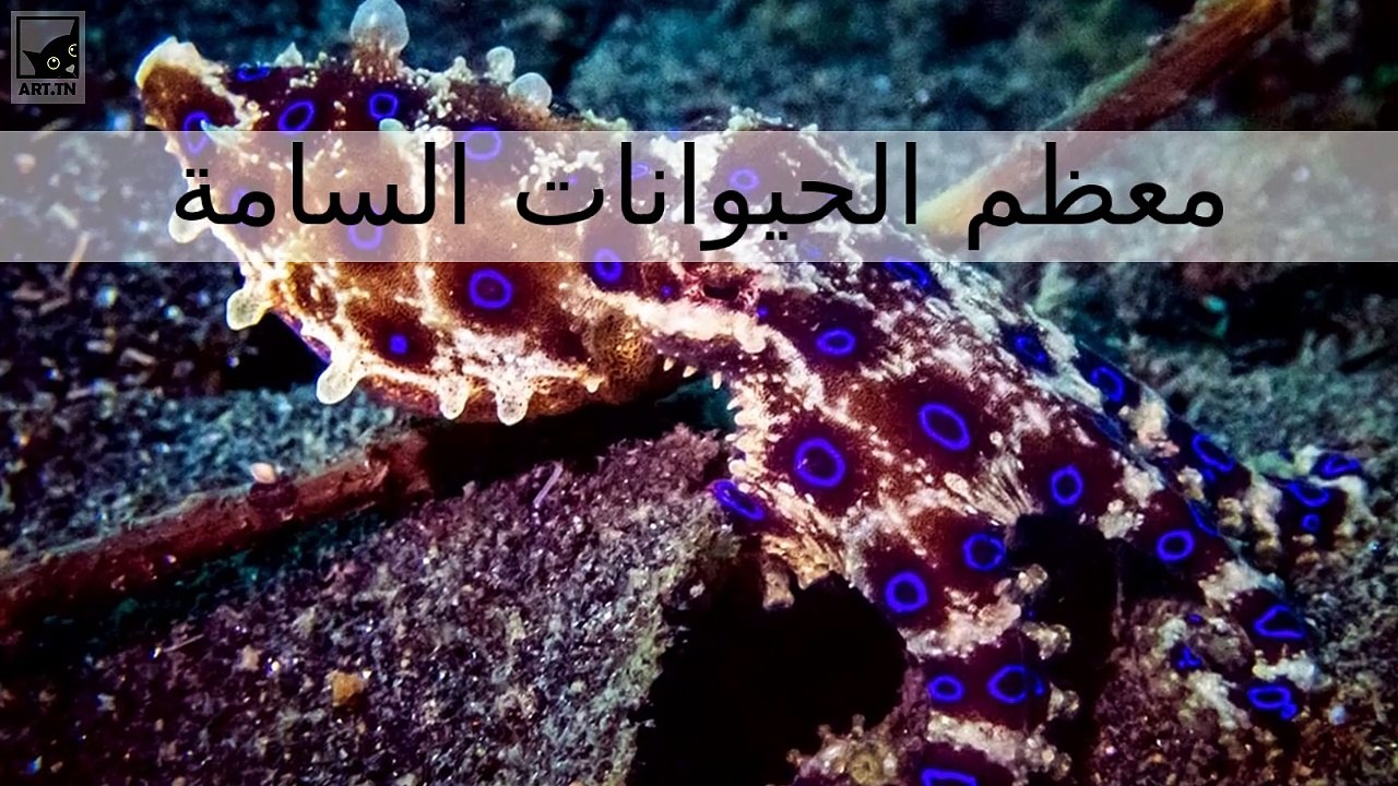 الحيوانات الأكثر سمية