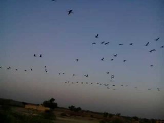 राजस्थानच्या  जोधपूर जिल्ह्यातील खीचन गावात भरलीय पक्ष्यांची जत्रा