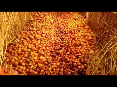 Farmers threw onion in Washim