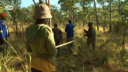 O monitoramento da floresta de Miombo na Zâmbia
