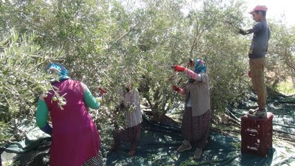 Silifke'de zeytin hasadı başladı