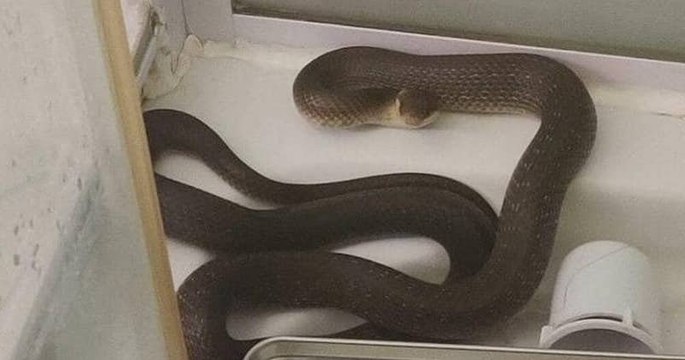 Sarthe : sous la douche, une jeune femme est surprise par un serpent sorti des canalisations