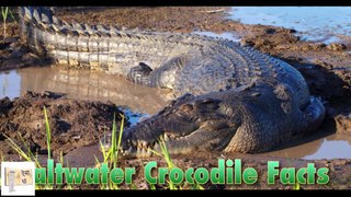 क्या आप जानते हैं कि मगरमच्छ पत्थर क्यों खाते हैं | biggest crocodile in the world facts in Hindi