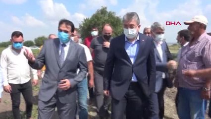 OSMANİYE'DE YER FISTIĞI HASADI