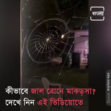 Take A Look How A Spider Weaves Its Web