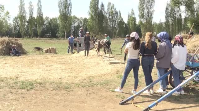 Harman Festivali nde 100 yıllık tarım aletleriyle hasat yapıldı