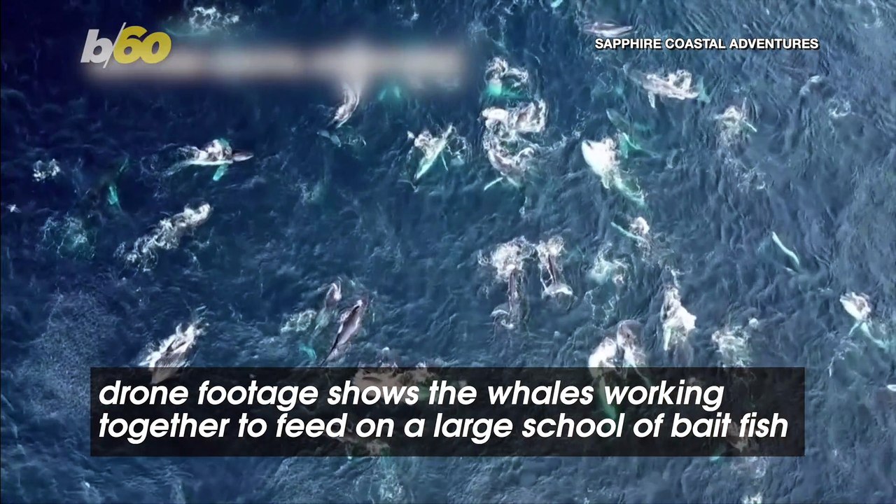 Drone Footage Shows More Than 100 Whales Feedin...