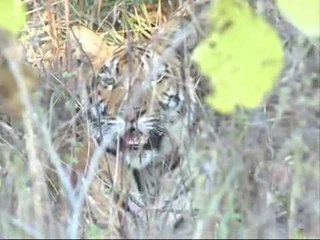 बोर अभयारण्यात वनमंत्री व विवेक ओबेरॉय यांना 'व्याघ्रदर्शन'