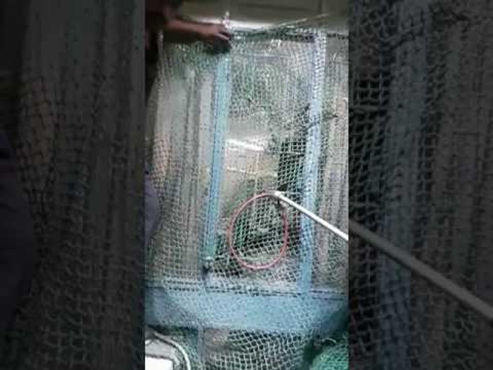 पुण्यात इन्स्टिट्युटमध्ये घुसला बिबट्या