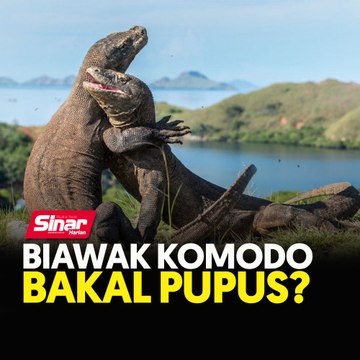 Biawak Komodo bakal pupus?
