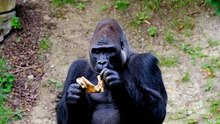 Gorilla - Gorilla eating a sandwich