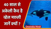 World's loneliest whale: दुनिया की सबसे अकेली whale fish, 40 सालों से है कैद | वनइंडिया हिंदी