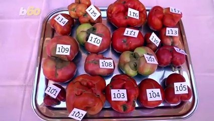 Terrible Tomato! Spanish Competition Awards Ugliest Tomato!