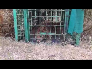 नाशिकात बिबट्या जेरबंद