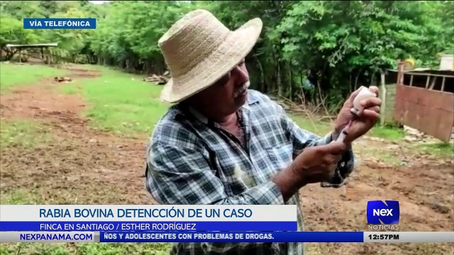 Primer caso de rabia bovina fue encontrado en la provincia de Veraguas - Nex Noticias