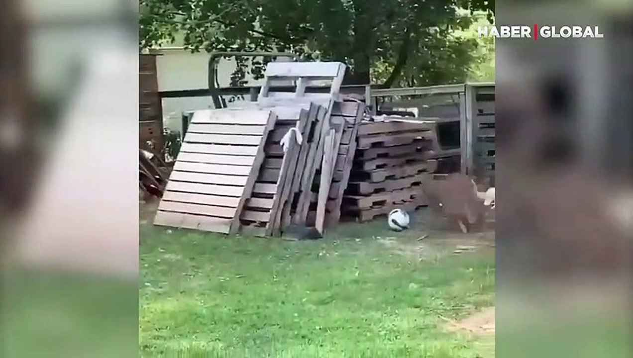Bu işte bir terslik var! Tavuk kovaladı, köpek kaçtı