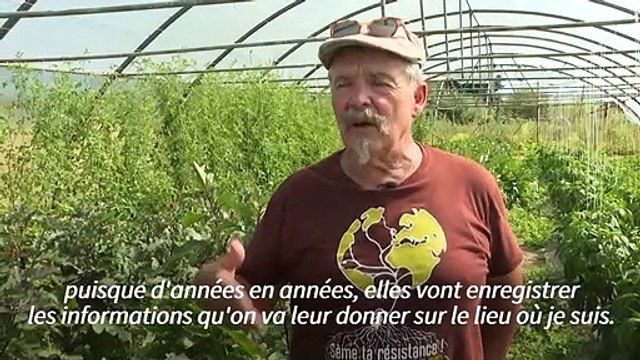 Les semences paysannes, enjeu clé pour l'avenir de l'agriculture bio