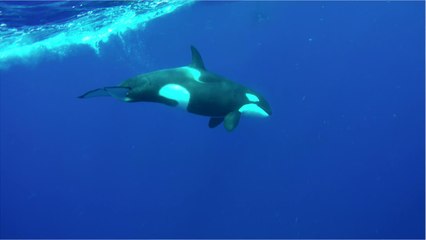 Distressed captive orca seen bashing its own head at marine park
