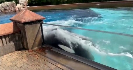 Enfermée dans un bassin, cette orque en captivité se tape violemment la tête contre les murs