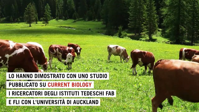 Addestrare le mucche al vasino per ridurre l'inquinamento atmosferico