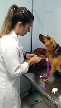 Ce chien adore aller chez le vétérinaire... amoureux du docteur