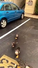 Hungry Ducks Hang Around For Food