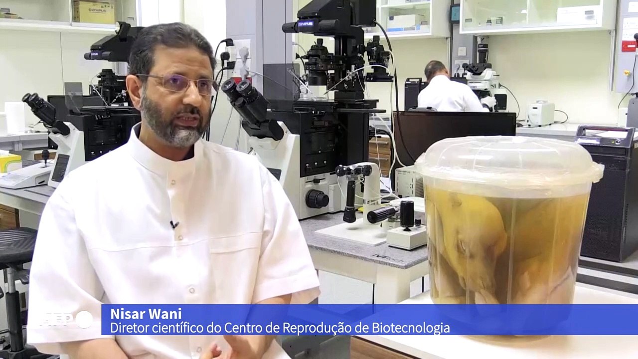 Clonagem de ‘supercamelos’