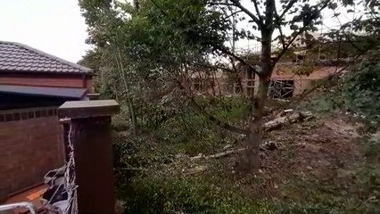 Chopped tree in Seafields, Seaburn