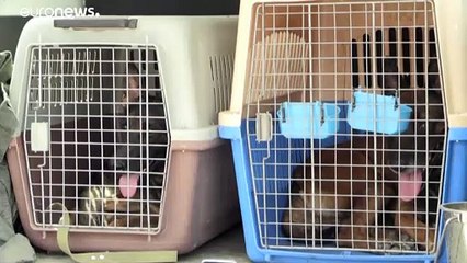 Что стало с собаками, оставленными в аэропорту Кабула