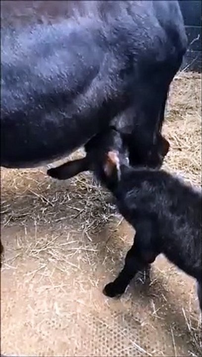 Kye the donkey foal