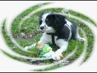 Guizmo et Chipie !!!