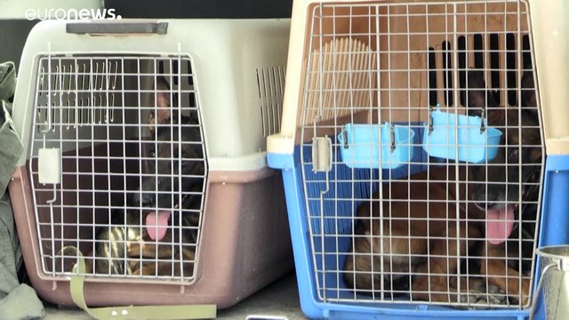 I cani della guerra. Centinaia di animali domestici abbandonati a Kabul