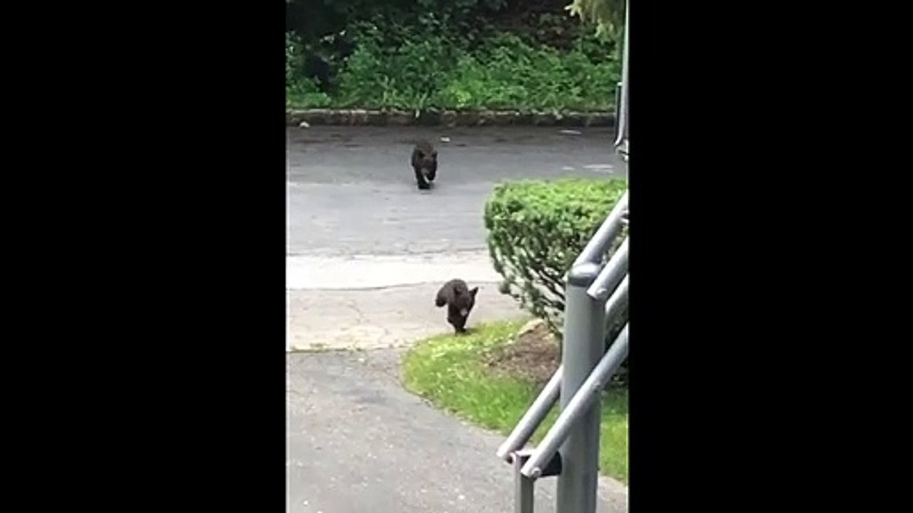 Mama Bear Climbs Hoop to Feed Cubs