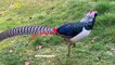 This Rare Colorful Bird Was Thought to Be Extinct in the UK; Not Anymore!