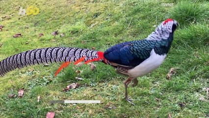 This Rare Colorful Bird Was Thought to Be Extinct in the UK; Not Anymore!