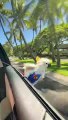 Feathered Friend Enjoys Car Surfing