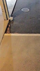 Two Bears Wander Around Hotel Property in California