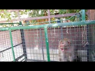 अखेर आर्ची-परशा झाले जेरबंद, नागरिकांनी सोडला सुटकेचा निःश्वास