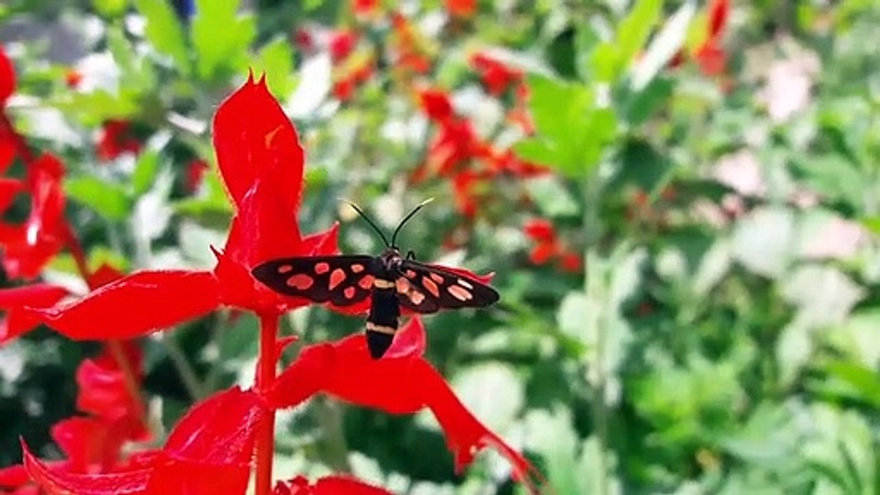 Wonderful nature sound and relaxing music | birds chirping | nature videos