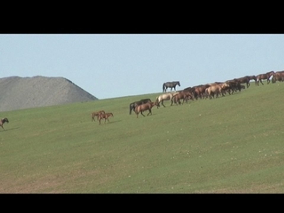 Cheval mongol