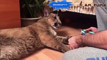 Manicure For Big And Small Cats!
