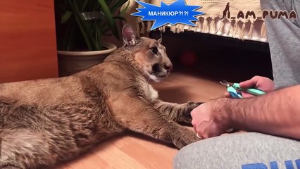 Manicure For Big And Small Cats!