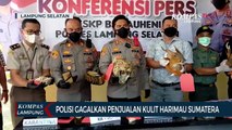 Polisi Gagalkan Penjualan Kulit Harimau Sumatera