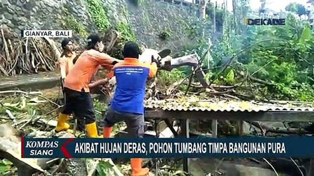 Diguyur Hujan Deras, Pohon Besar Tumbang Menimpa Pura di Desa Adat Ketewel