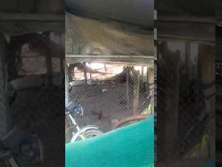 कोंबड्यांच्या खुराड्यात अडकला बिबट्या