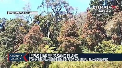Lepas Liar Sepasang Elang