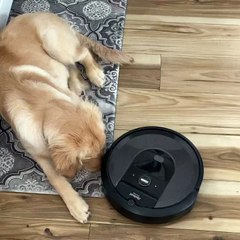 Golden Retriever Puppy Being Friendly to Roomba