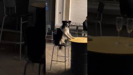 Dog at Outdoor Restaurant Patiently Waits for Food
